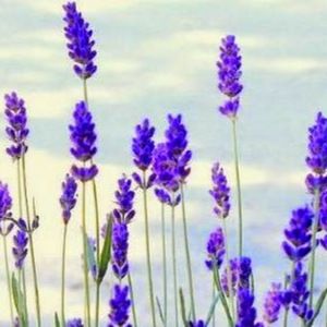 Meet your Posher, Bonnie